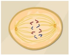 Gizmo Meiosis Answers Key activity a anaphase