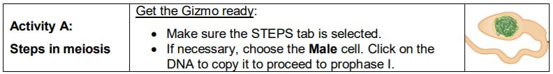 Gizmo Meiosis Answers Key activity A
