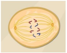 Gizmo Meiosis Answers Key activity