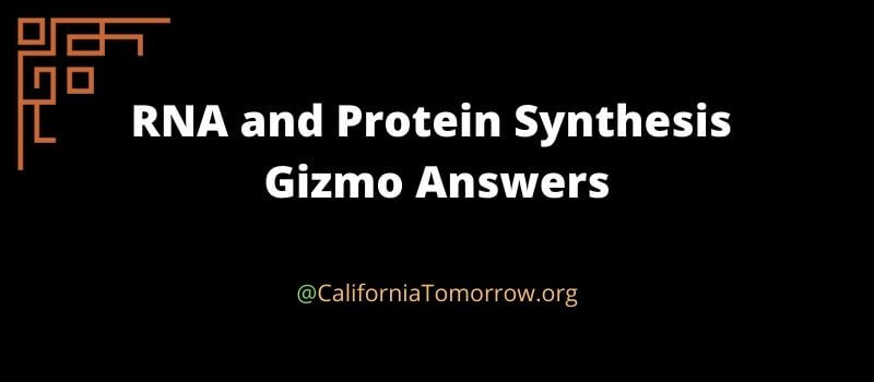 RNA and Protein Synthesis Gizmo Answers key
