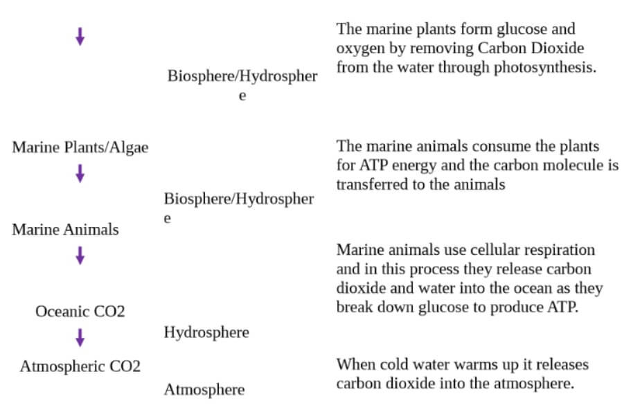 gizmos carbon cycle activity a answer key for q1 