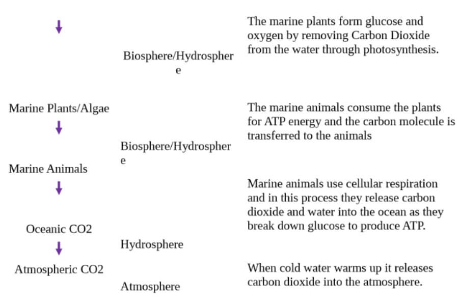 gizmos carbon cycle activity a answer key for q1