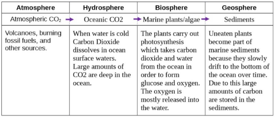 gizmos carbon cycle activity a answer key for q2