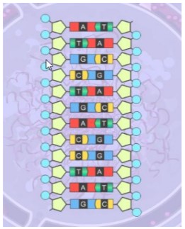 gizmo RNA and protein synthesis answers