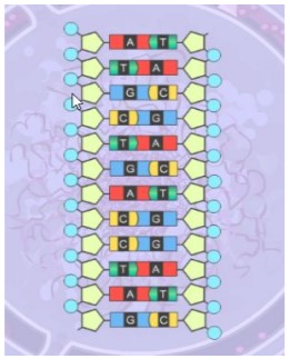 gizmo RNA and protein synthesis answers 