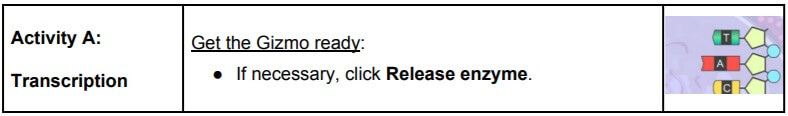 gizmo RNA and protein synthesis activity a answers 