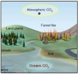 gizmos carbon cycle warm up answer key