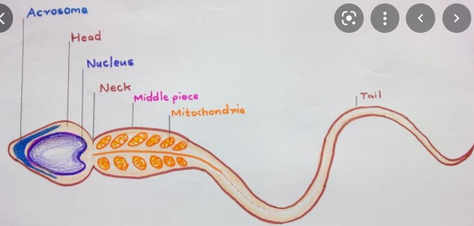 Gizmo Meiosis Answers Key activity a sperm cell