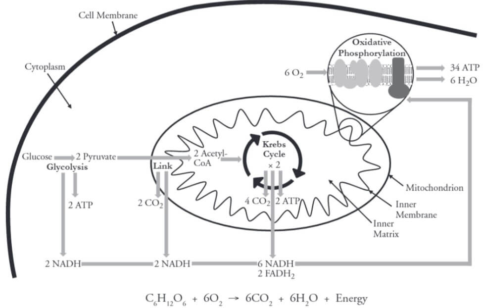 pogil cellular respiration model 1 questions and answers 