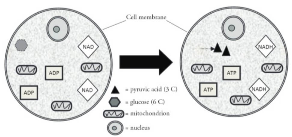 pogil cellular respiration model 2 questions and answers 