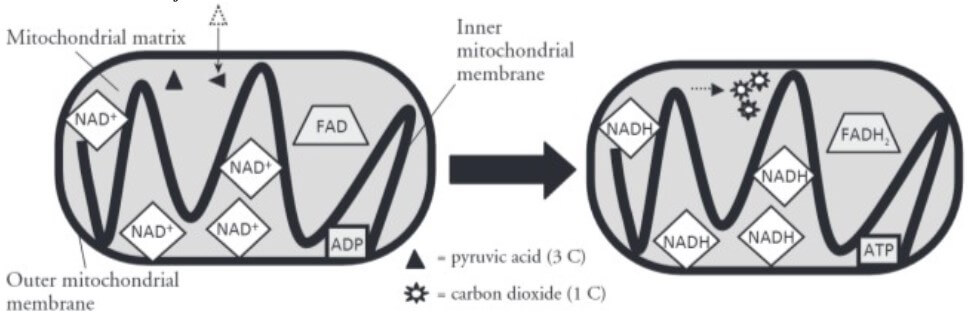 pogil cellular respiration model 3 questions and answers 