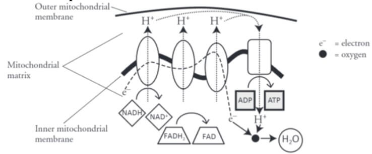 pogil cellular respiration model 4 questions and answers 