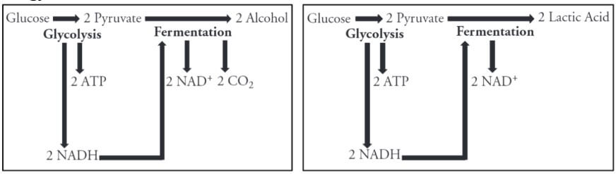 pogil cellular respiration model 5 questions and answers 