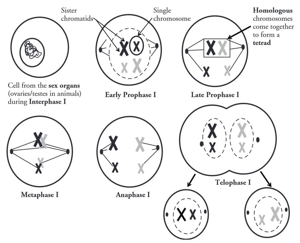 pogil meiosis model 1 questions and answers