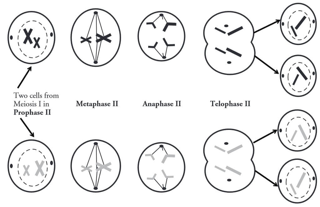 pogil meiosis model 2 questions and answers