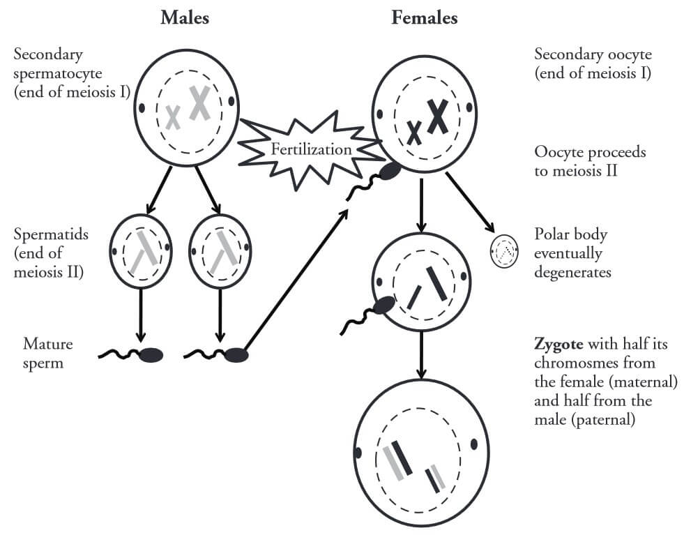pogil meiosis model 3 questions and answers