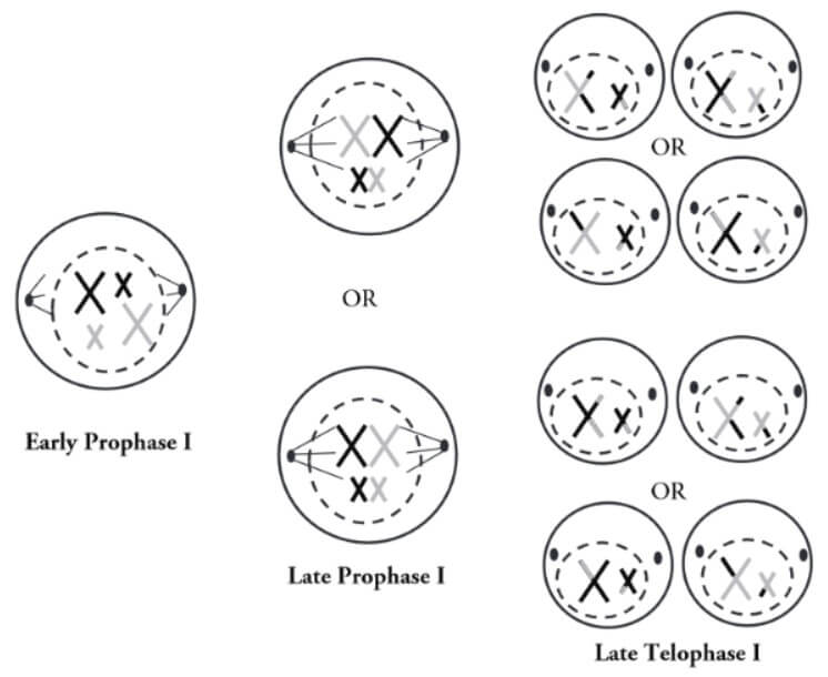 pogil meiosis model 5 questions and answers